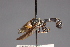  ( - CNC Diptera 28474)  @11 [ ] CreativeCommons - Attribution Non-Commercial (2010) Unspecified Agriculture and Agri-Food Canada