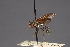  (Physoconops discalis - Jeff Skevington Specimen 18165)  @11 [ ] CreativeCommons - Attribution Non-Commercial (2010) Unspecified Agriculture and Agri-Food Canada