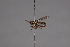  (Pleurocerina - CNC Diptera 28476)  @11 [ ] CreativeCommons - Attribution Non-Commercial (2010) Unspecified Agriculture and Agri-Food Canada