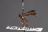  (Pseudophysocephala - CNC Diptera 28477)  @11 [ ] CreativeCommons - Attribution Non-Commercial (2010) Unspecified Agriculture and Agri-Food Canada