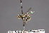  (Dalmannia picta - CNC Diptera 28479)  @11 [ ] CreativeCommons - Attribution Non-Commercial (2010) Unspecified Agriculture and Agri-Food Canada