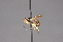  (Dalmannia signata - CNC Diptera 28480)  @11 [ ] CreativeCommons - Attribution Non-Commercial (2010) Unspecified Agriculture and Agri-Food Canada