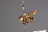  ( - CNC Diptera 28484)  @11 [ ] CreativeCommons - Attribution Non-Commercial (2010) Unspecified Agriculture and Agri-Food Canada