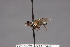  ( - CNC Diptera 28493)  @11 [ ] CreativeCommons - Attribution Non-Commercial (2010) Unspecified Agriculture and Agri-Food Canada