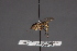  (Stylogaster horvathi - CNC Diptera 28496)  @11 [ ] CreativeCommons - Attribution Non-Commercial (2010) Unspecified Agriculture and Agri-Food Canada