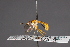  (Stylogaster sp - CNC Diptera 28498)  @11 [ ] CreativeCommons - Attribution Non-Commercial (2010) Unspecified Agriculture and Agri-Food Canada