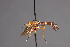  ( - CNC Diptera 28503)  @11 [ ] CreativeCommons - Attribution Non-Commercial (2010) Unspecified Agriculture and Agri-Food Canada