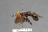  (Archiconops pseudoerythrocephalus - CNC Diptera 28341)  @11 [ ] CreativeCommons - Attribution Non-Commercial (2010) Unspecified Agriculture and Agri-Food Canada