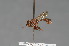  (Dacops - CNC Diptera 28345)  @11 [ ] CreativeCommons - Attribution Non-Commercial (2010) Unspecified Agriculture and Agri-Food Canada