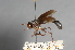  ( - CNC Diptera 28346)  @11 [ ] CreativeCommons - Attribution Non-Commercial (2010) Unspecified Agriculture and Agri-Food Canada