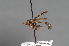  (Physocephala bipunctata - CNC Diptera 28349)  @11 [ ] CreativeCommons - Attribution Non-Commercial (2010) Unspecified Agriculture and Agri-Food Canada