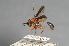  (Physocephala brunnipes - CNC Diptera 28350)  @11 [ ] CreativeCommons - Attribution Non-Commercial (2010) Unspecified Agriculture and Agri-Food Canada