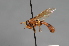  ( - CNC Diptera 28351)  @13 [ ] CreativeCommons - Attribution Non-Commercial (2010) Unspecified Agriculture and Agri-Food Canada