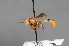  ( - CNC Diptera 28353)  @14 [ ] CreativeCommons - Attribution Non-Commercial (2010) Unspecified Agriculture and Agri-Food Canada