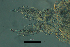  (Arctodiaptomus cf. dorsalis1 - ZPLMX548)  @11 [ ] CreativeCommons - Attribution (2018) Manuel Elias-Gutierrez El Colegio de la Frontera Sur, Unidad Chetumal