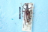  ( - CLV7773)  @11 [ ] CreativeCommons  Attribution Non-Commercial Share-Alike (2019) Carlos Lopez Vaamonde Institut National de la Recherche Agronomique, Zoologie Forestiere