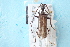  ( - CLV7778)  @11 [ ] CreativeCommons  Attribution Non-Commercial Share-Alike (2019) Carlos Lopez Vaamonde Institut National de la Recherche Agronomique, Zoologie Forestiere