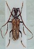 ( - CLV7835)  @11 [ ] CreativeCommons  Attribution Non-Commercial Share-Alike (2019) Carlos Lopez Vaamonde Institut National de la Recherche Agronomique, Zoologie Forestiere