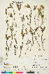  (Pedicularis capitata - CCDB-36014-G12)  @11 [ ] CreativeCommons - Attribution Non-Commercial 4.0 International (2020) Canadian Museum of Nature Canadian Museum of Nature