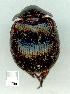  ( - gvc11218-1L)  @12 [ ] Copyright (2004) Unspecified Unspecified