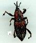  (Rhabdoscelus - gvc12529-1L)  @13 [ ] Copyright (2004) Unspecified Unspecified