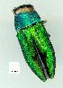  (Melobasini - gvc13012-1L)  @15 [ ] Copyright (2004) Unspecified Unspecified
