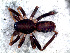  ( - CJG-03052)  @11 [ ] CreativeCommons - Attribution Non-Commercial Share-Alike (2013) Cristian J. Grismado Museo Argentino de Ciencias Naturales