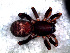  ( - CJG-03061)  @11 [ ] CreativeCommons - Attribution Non-Commercial Share-Alike (2013) Cristian J. Grismado Museo Argentino de Ciencias Naturales