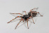  ( - MGM-00144)  @13 [ ] CreativeCommons - Attribution Non-Commercial Share-Alike (2013) Maria Eugenia Gonzalez Marquez Museo Argentino de Ciencias Naturales