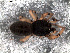  ( - EMS-04000)  @14 [ ] CreativeCommons - Attribution Non-Commercial Share-Alike (2013) Maria Eugenia Gonzalez Marquez Museo Argentino de Ciencias Naturales