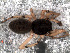  ( - EMS-04005)  @13 [ ] CreativeCommons - Attribution Non-Commercial Share-Alike (2013) Maria Eugenia Gonzalez Marquez Museo Argentino de Ciencias Naturales