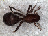  (Apochinomma formicaeforme - EMS-04098)  @11 [ ] CreativeCommons - Attribution Non-Commercial Share-Alike (2013) Maria Eugenia Gonzalez Marquez Museo Argentino de Ciencias Naturales
