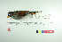  (Incaspiza pulchra - TA 188)  @11 [ ] Unspecified (default): All Rights Reserved  Unspecified Unspecified