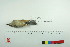  (Conirostrum - TA 438)  @13 [ ] Unspecified (default): All Rights Reserved  Unspecified Unspecified