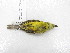  (Myiophobus flavicans - UIS-CT02577)  @11 [ ] Unspecified (default): All Rights Reserved  Museo de Historia Natural UIS Universidad Industrial de Santander