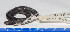  ( - UIS-CT2728)  @11 [ ] Unspecified (default): All Rights Reserved  Museo de Historia Natural UIS Universidad Industrial de Santander