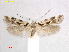  (Alloclita canariensis - RMNH.INS.15578)  @11 [ ] CreativeCommons  Attribution Non-Commercial Share-Alike (2018) Erik J. van Nieukerken-Nauturalis Naturalis Biodiversity Center