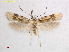  ( - RMNH.INS.15579)  @11 [ ] CreativeCommons  Attribution Non-Commercial Share-Alike (2018) Erik J. van Nieukerken-Nauturalis Naturalis Biodiversity Center