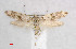  (Alloclita francoeuriae - RMNH.INS.15581)  @11 [ ] CreativeCommons  Attribution Non-Commercial Share-Alike (2018) Erik J. van Nieukerken-Nauturalis Naturalis Biodiversity Center