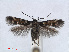  ( - RMNH.INS.556908)  @11 [ ] CreativeCommons - Attribution Non-Commercial Share-Alike (2013) Unspecified Naturalis, Biodiversity Centre