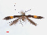  ( - RMNH.INS.544200)  @11 [ ] CreativeCommons - Attribution Non-Commercial Share-Alike (2013) Unspecified Naturalis, Biodiversity Centre