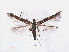  ( - RMNH.INS.544215)  @11 [ ] CreativeCommons - Attribution Non-Commercial Share-Alike (2013) Unspecified Naturalis, Biodiversity Centre
