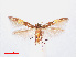  ( - RMNH.INS.544223)  @11 [ ] CreativeCommons - Attribution Non-Commercial Share-Alike (2013) Unspecified Naturalis, Biodiversity Centre