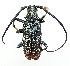  (Monochamus impluviatus - NK1300)  @11 [ ] Copyright (2022) Natalia Kirichenko, Anton Efremenko Sukachev Institute of Forest SB RAS