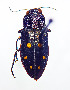  (Phaenops guttulata - NK1320)  @11 [ ] Copyright (2022) Natalia Kirichenko, Anton Efremenko Sukachev Institute of Forest SB RAS