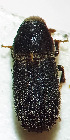  (Carphoborus teplouchovi - NK1380)  @11 [ ] Copyright (2062) Natalia Kirichenko, Anton Efremenko Sukachev Institute of Forest SB RAS