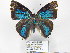  (Parrhasius phoenissa - CP_Lep_3395)  @11 [ ] CreativeCommons  Attribution Non-Commercial Share-Alike  Unspecified Corporacion Universitaria Autonoma del Cauca