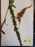  (Solidago fistulosa - MCF-279)  @11 [ ] copyright (2021) Unspecified Columbus State University