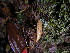 ( - TRTC157695)  @11 [ ] CreativeCommons - Attribution Non-Commercial Share-Alike (2010) Unspecified Royal Ontario Museum