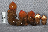  (Calostoma cinnabarinus - TRTC157698)  @11 [ ] CreativeCommons - Attribution Non-Commercial Share-Alike (2010) Unspecified Royal Ontario Museum